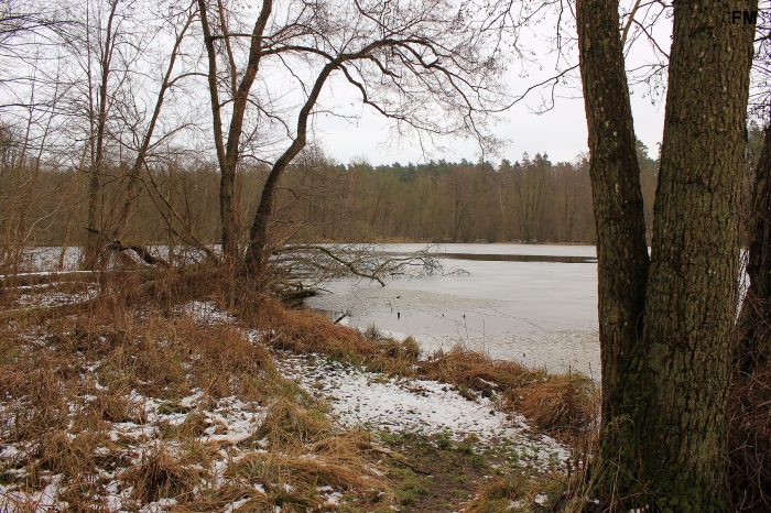 Rohrteich bei Röbel Müritz - Bild von FM Henry