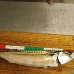 Makrele – 48 cm Atlantik