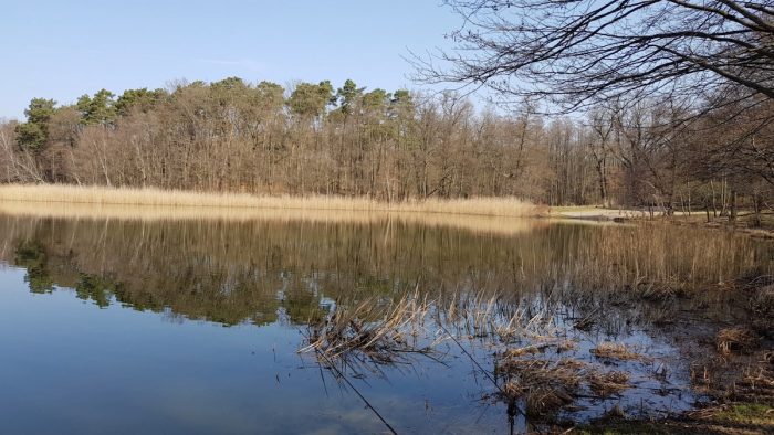 Großer Lienewitzsee - Bild von Panke