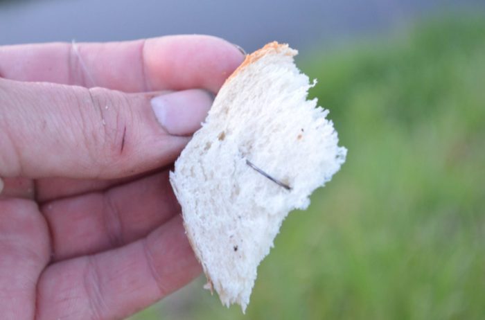 Brotflocke zum Karpfenangeln