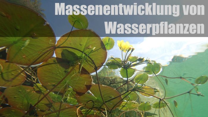 Massenentwicklung von Wasserpflanzen