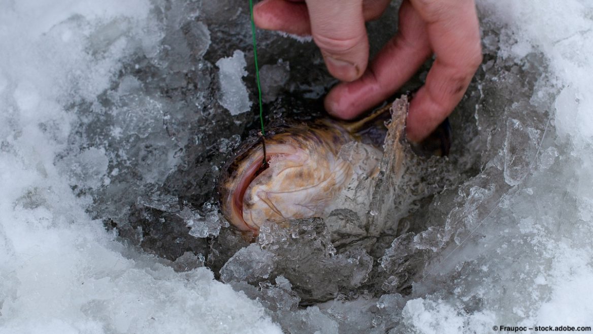 Quappen angeln im Winter beim Eisfischen