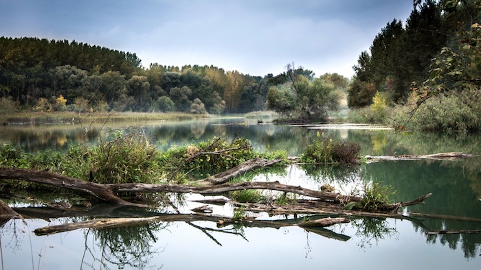 Wie der Klimawandel den Fischbestand der Donau beeinflusst