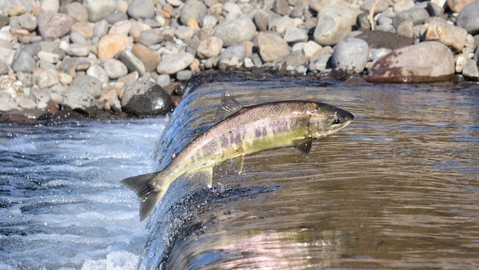 Langzeitstudie: Bestandsrückgang beim schottischen Lachs